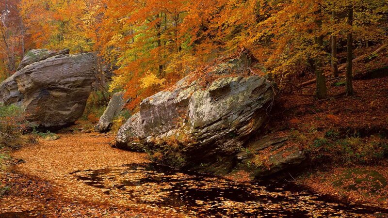Autumn forest stream