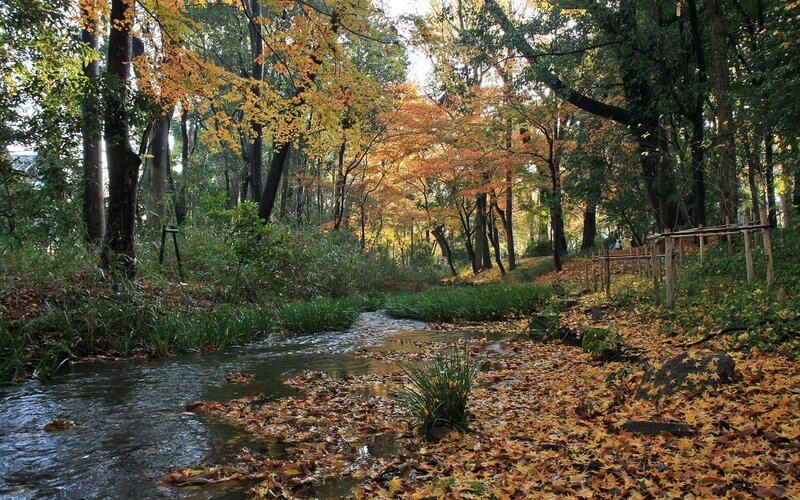 Autumn forest stream