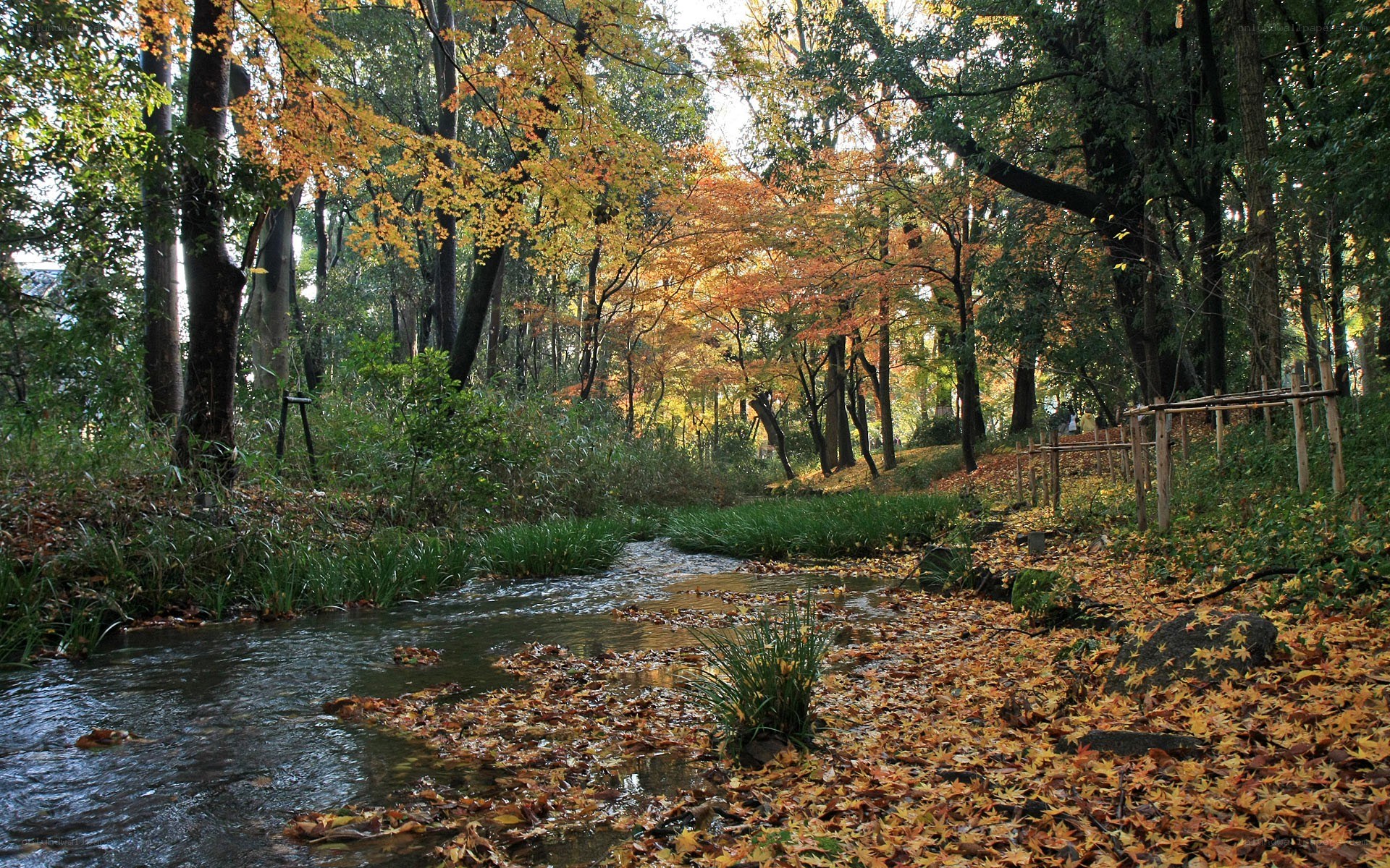 Autumn forest stream