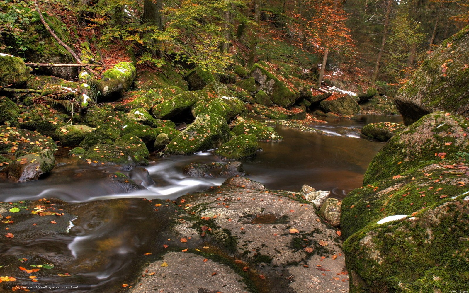 Autumn forest stream