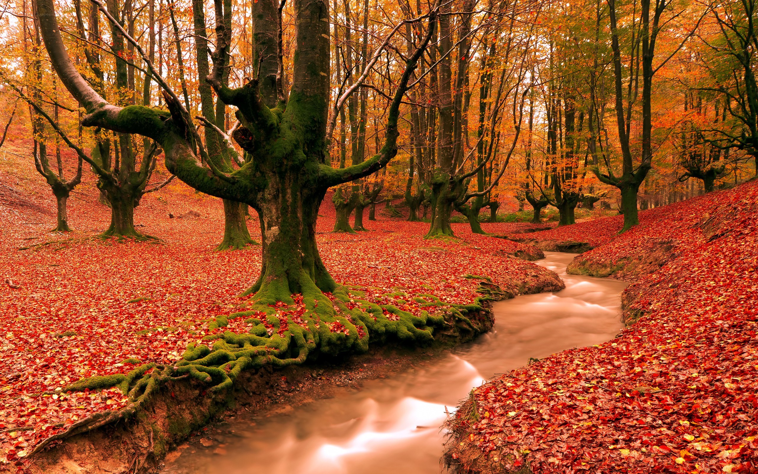 Autumn forest stream