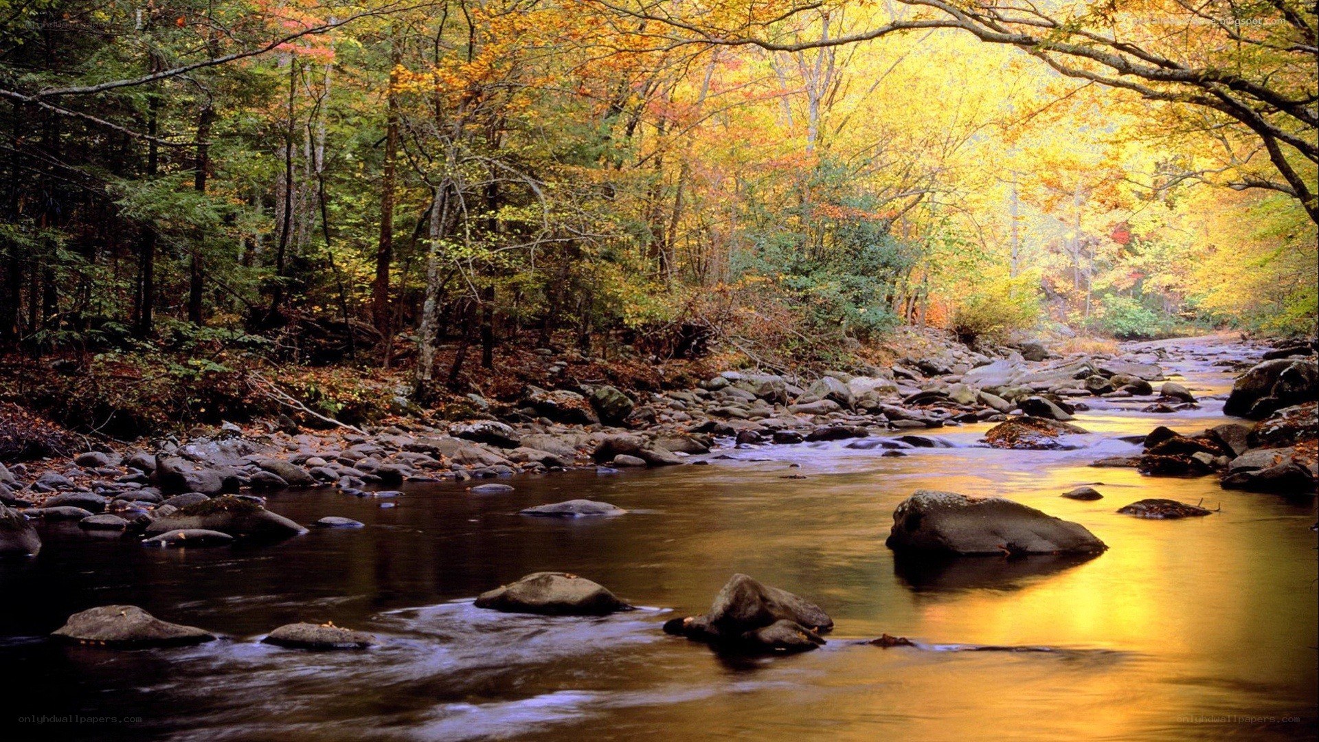 Autumn forest stream