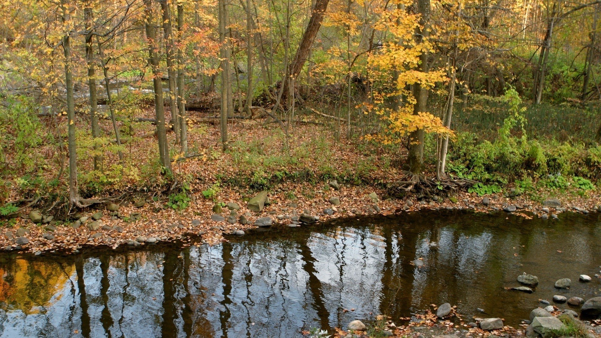 Autumn forest stream