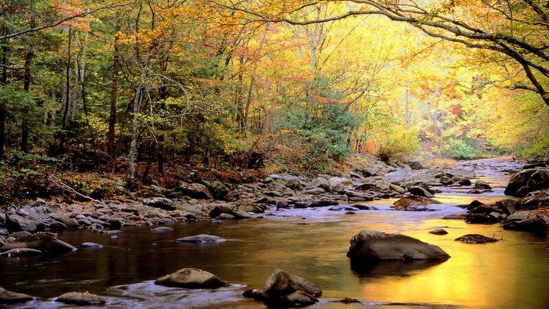 Autumn forest stream
