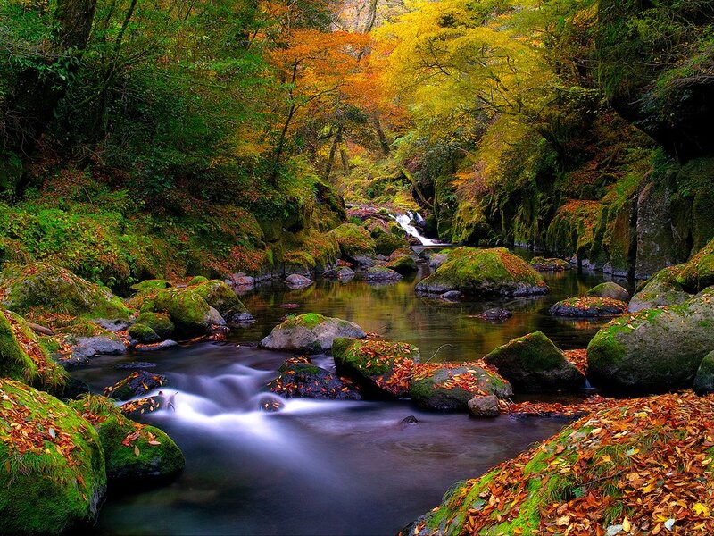Autumn forest stream
