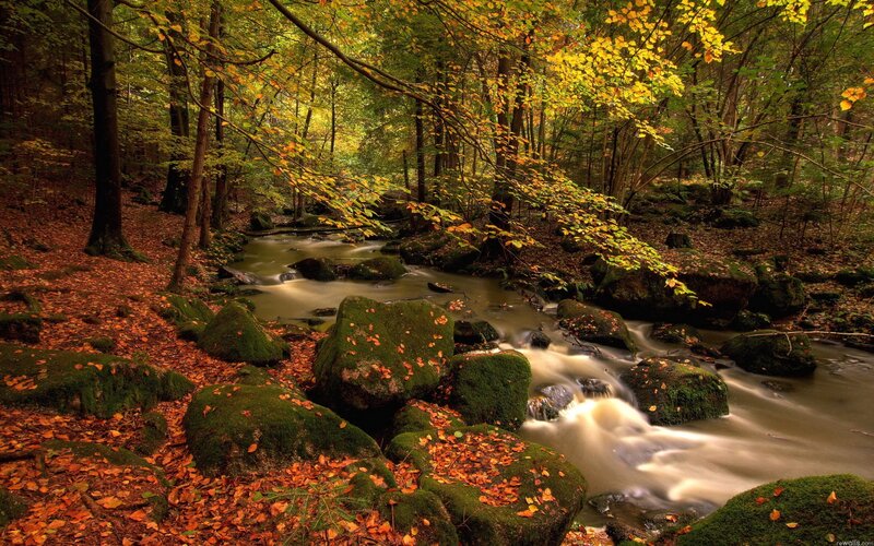 Autumn forest stream