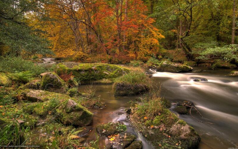 Autumn forest stream