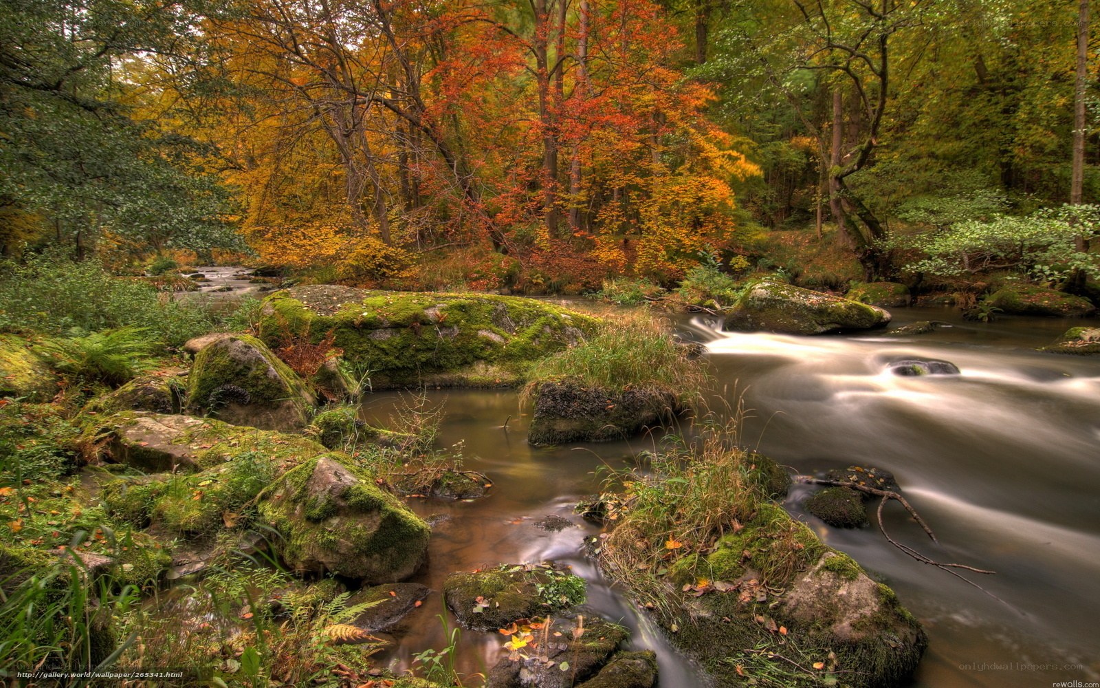 Autumn forest stream