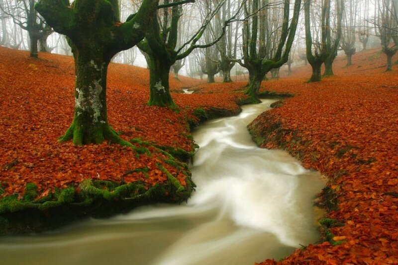 Autumn forest stream