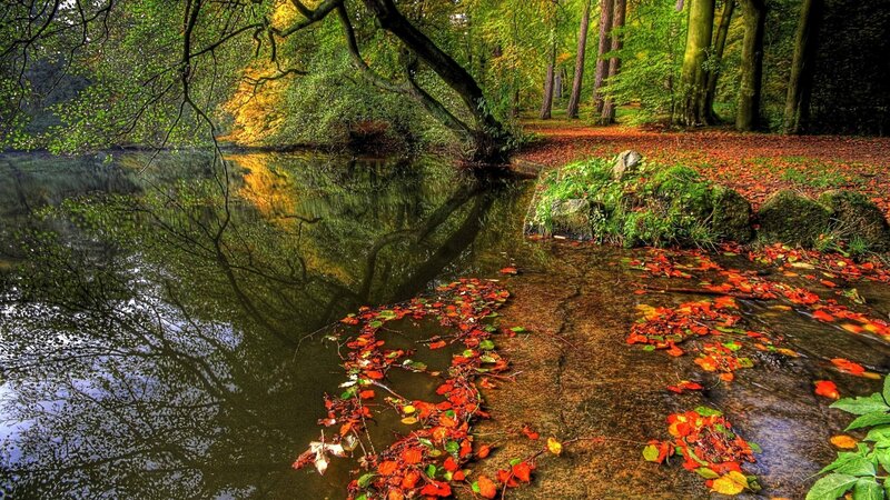 Autumn forest stream
