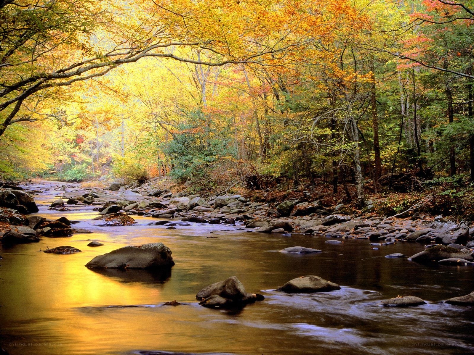 Autumn forest stream