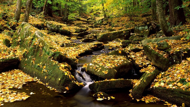 Autumn forest stream