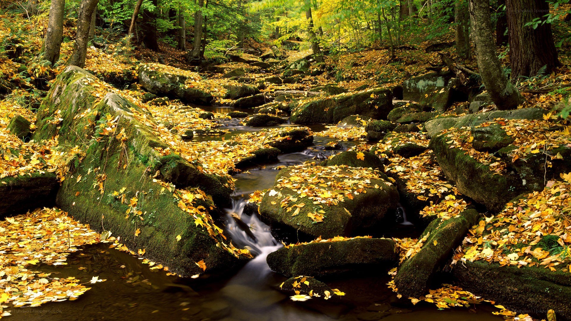 Autumn forest stream
