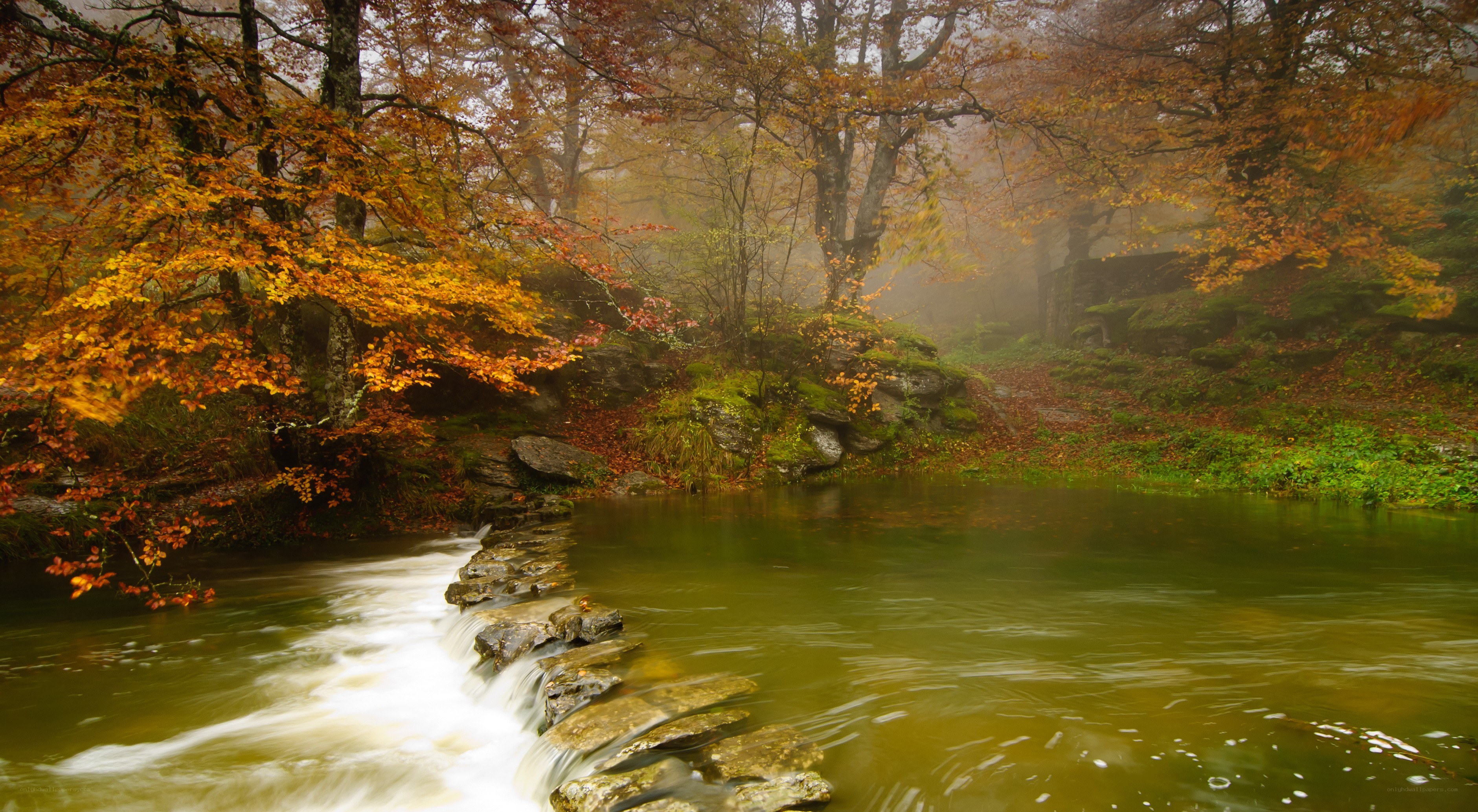 Autumn forest stream