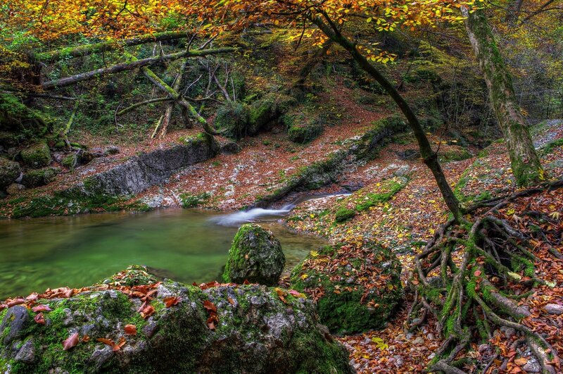 Autumn forest stream