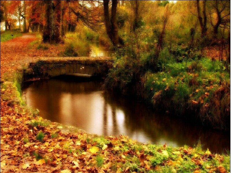 Autumn Forest Stream — Brown, Serene, Photograph