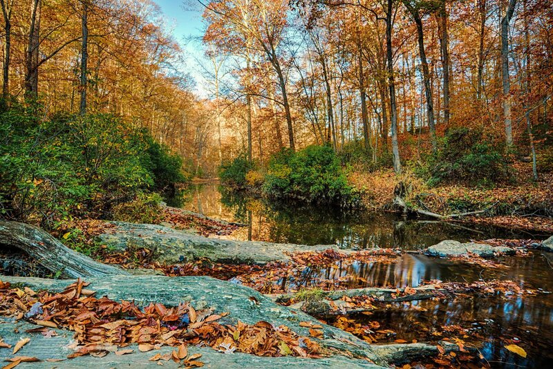 Autumn Forest Stream — Brown