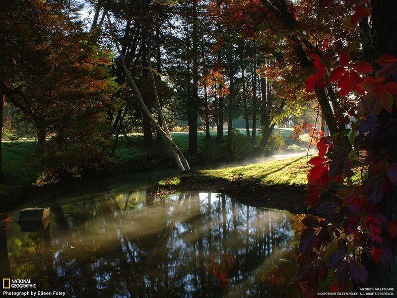 Autumn Forest Stream — Green, Serene, Morning