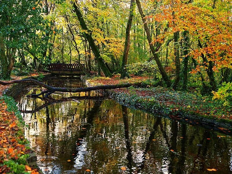 Autumn Forest Stream — Green, Serene, Photograph, Bridge