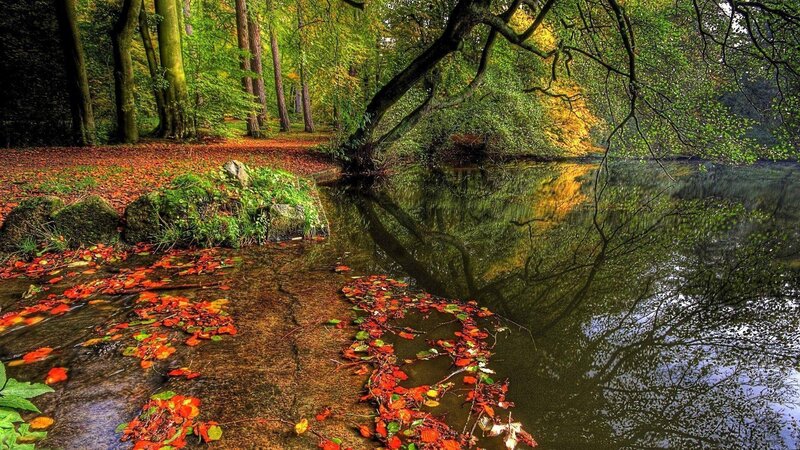 Autumn Forest Stream — Green, Serene, Photograph, Leaves