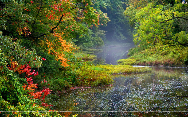Autumn Forest Stream — Green, Serene, Photograph