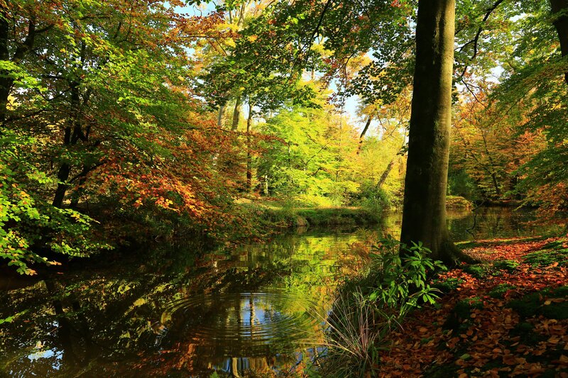 Autumn Forest Stream — Green, Serene, Photograph, Trees, Leaves