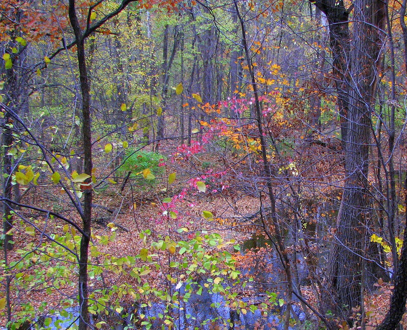 Autumn Forest Stream — Green, Serene, Photograph, Trees, Leaves, Yellow
