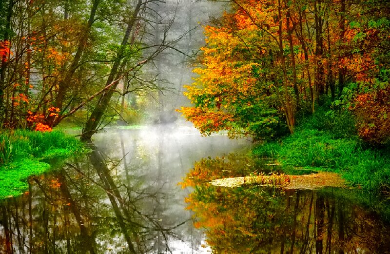 Autumn Forest Stream — Green, Serene, Photograph, Trees, Mist