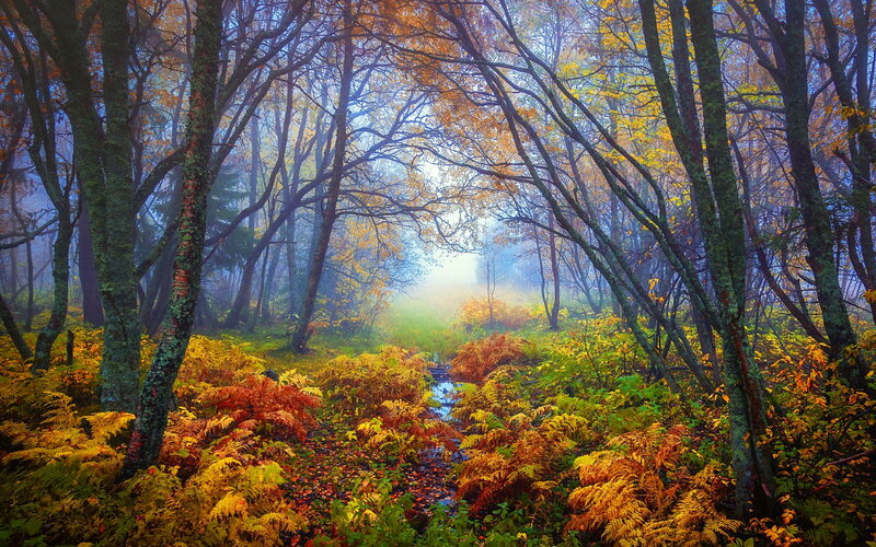 Autumn Forest Stream — Green, Serene, Photograph, Trees, Moss
