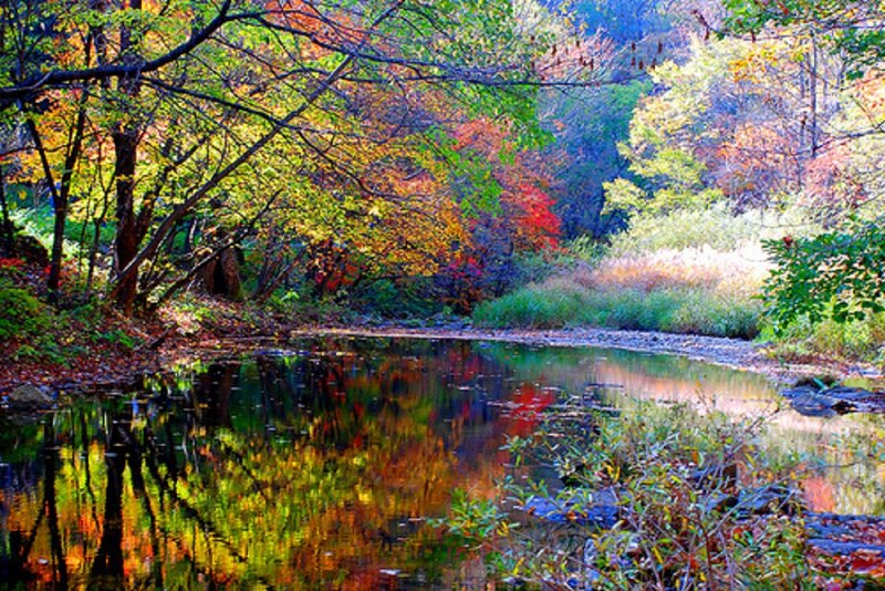 Autumn Forest Stream — Green, Serene, Photograph, Trees, River, Fall Foliage
