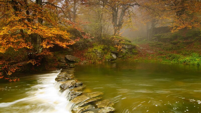 Autumn Forest Stream — Green, Serene, Photograph, Trees, River, Rocks