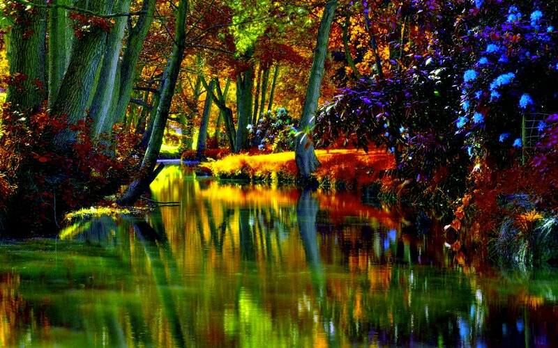 Autumn Forest Stream — Green, Serene, Photograph, Trees, River