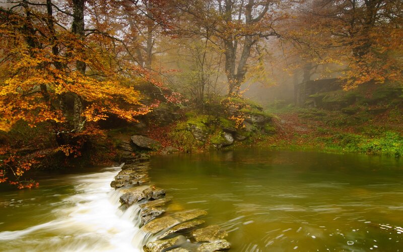 Autumn Forest Stream — Green, Serene, Photograph, Trees, Rocks, Mist