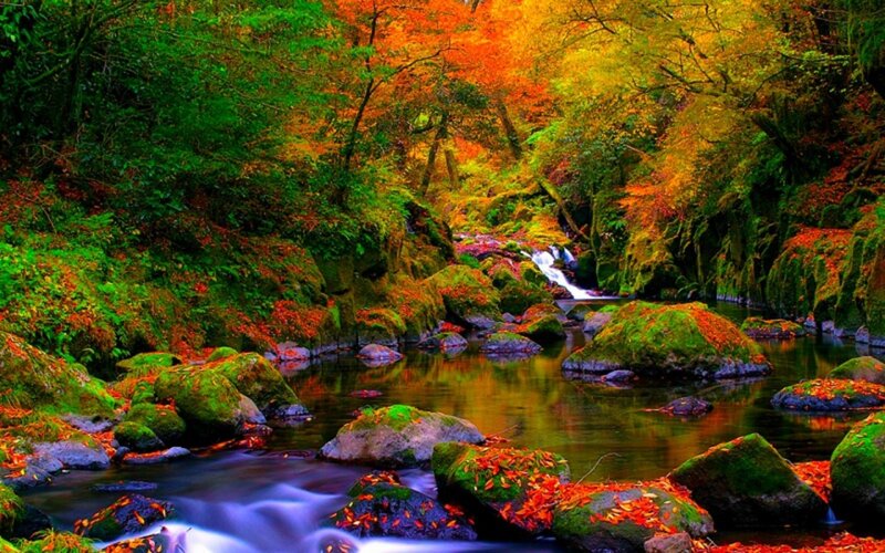 Autumn Forest Stream — Green, Serene, Photograph, Trees, Rocks