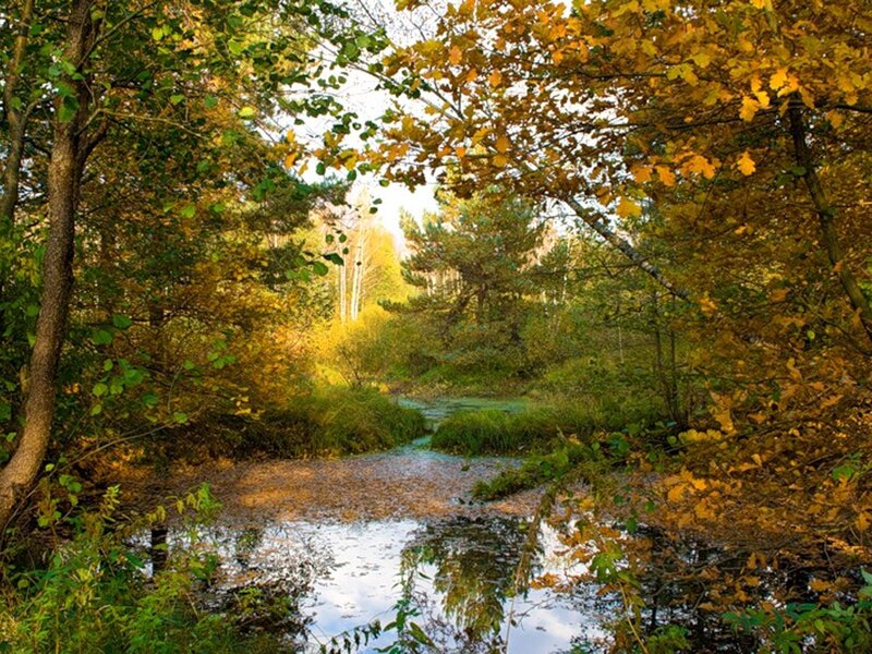 Autumn Forest Stream — Green, Serene, Photograph, Trees