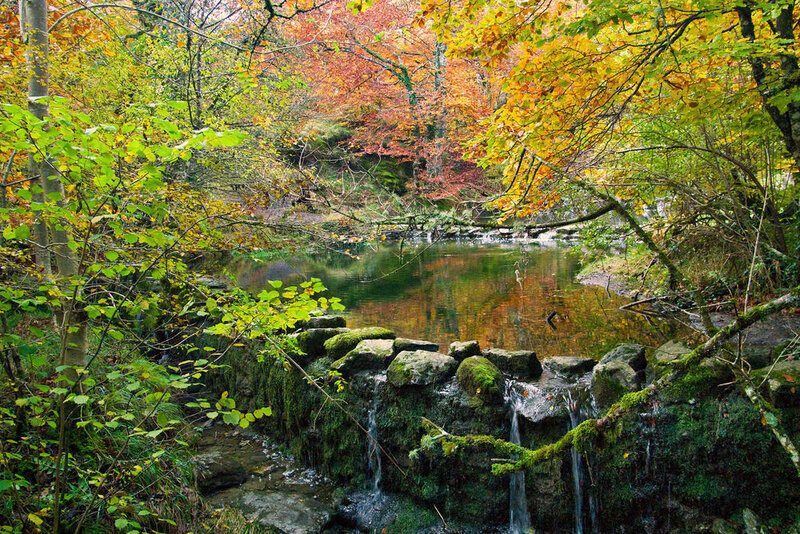 Autumn Forest Stream — Green, Serene