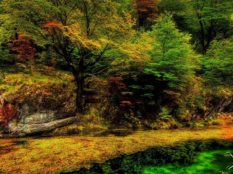 Autumn Forest Stream — Green