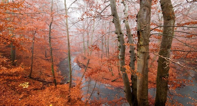 Autumn Forest Stream — Orange, Misty