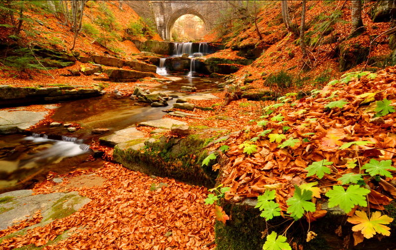 Autumn Forest Stream — Orange, Serene, Photograph, Bridge, Fallen Leaves