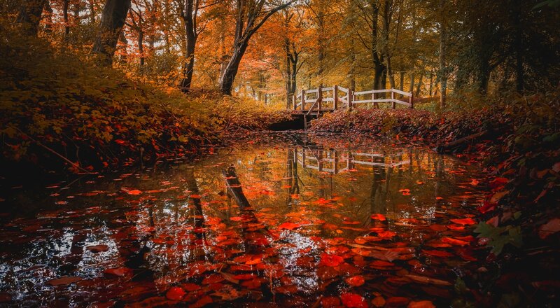 Autumn Forest Stream — Orange, Serene, Photograph, Bridge, Leaves