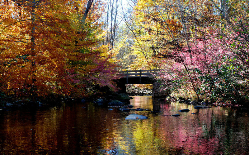 Autumn Forest Stream — Orange, Serene, Photograph, Bridge, Trees