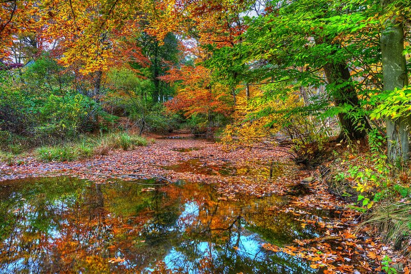 Autumn Forest Stream — Orange, Serene, Photograph, Fallen Leaves