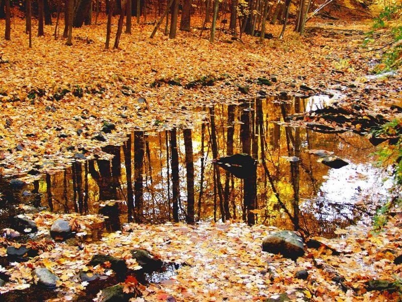 Autumn Forest Stream — Orange, Serene, Photograph, Leaves
