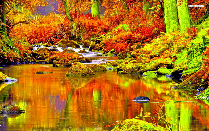 Autumn Forest Stream — Orange, Serene, Photograph, River