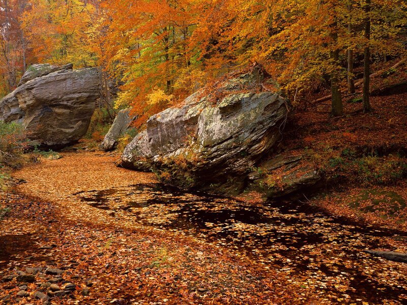 Autumn Forest Stream — Orange, Serene, Photograph