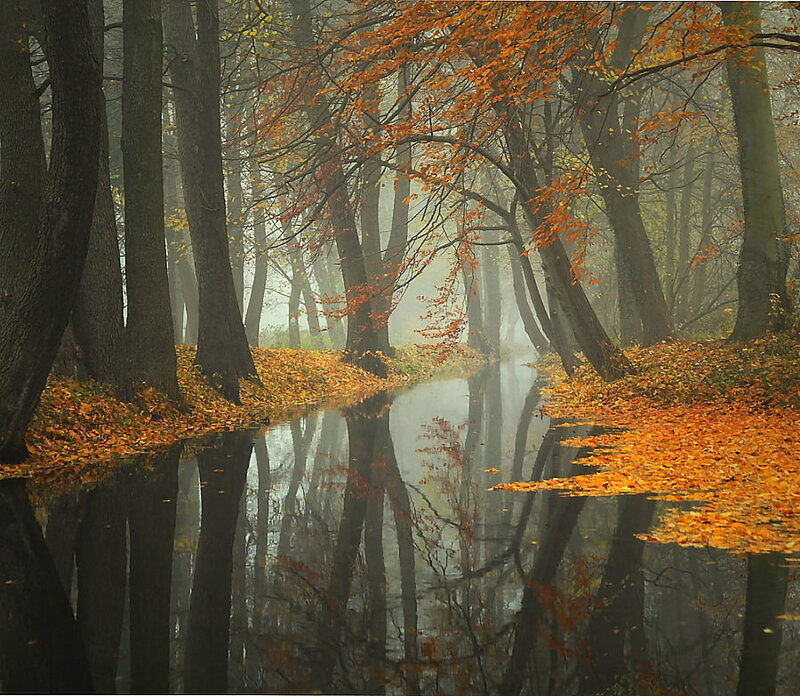 Autumn Forest Stream — Orange, Serene, Photograph, Trees, Leaves, Fog