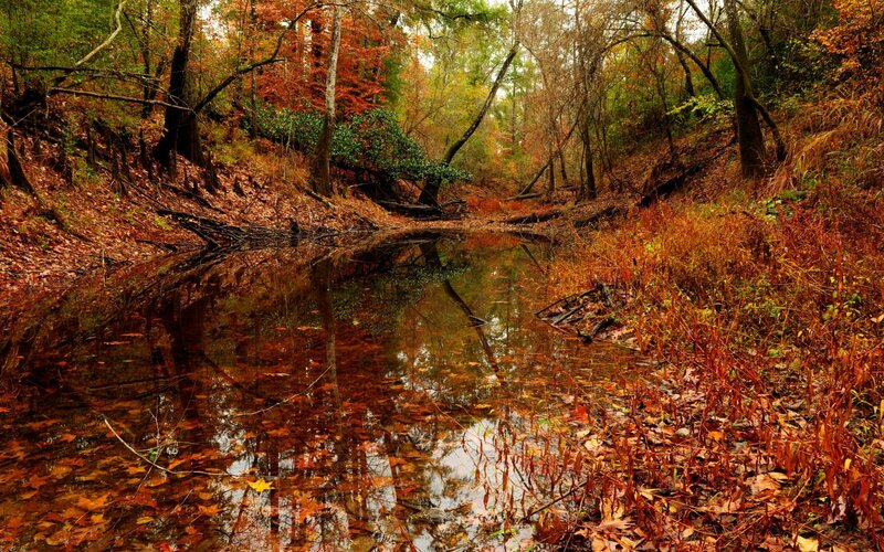 Autumn Forest Stream — Orange, Serene, Photograph, Trees, Leaves, Reflection