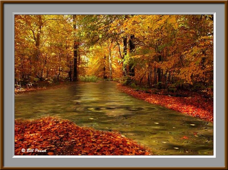 Autumn Forest Stream — Orange, Serene, Photograph, Trees, Leaves, River