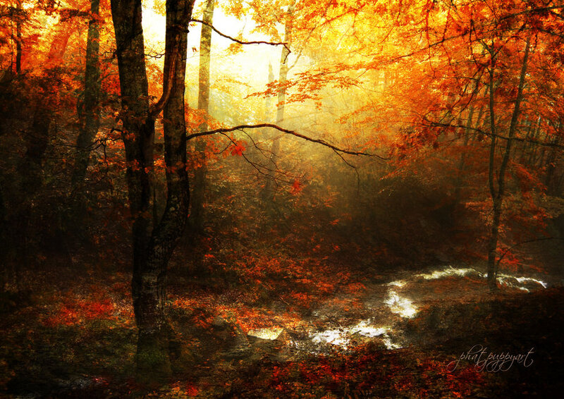 Autumn Forest Stream — Orange, Serene, Photograph, Trees, Leaves