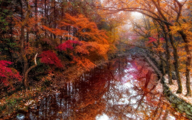 Autumn Forest Stream — Orange, Serene, Photograph, Trees, River, Fallen Leaves
